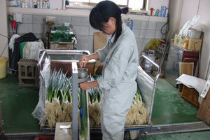 農業科実習